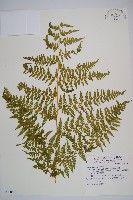 熱帶鱗蓋蕨藏品圖，第1張