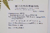 熱帶鱗蓋蕨藏品圖，第2張