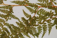 熱帶鱗蓋蕨藏品圖，第3張