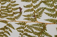 熱帶鱗蓋蕨藏品圖，第4張