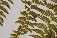 熱帶鱗蓋蕨藏品圖，第5張