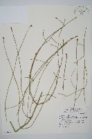 木賊藏品圖，第1張
