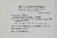 異葉卷柏藏品圖，第2張