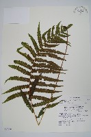 密毛毛蕨藏品圖，第1張