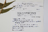 密毛毛蕨藏品圖，第2張