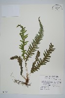 翅軸假金星蕨、短柄卵果蕨藏品圖，第1張