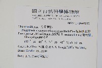 翅軸假金星蕨、短柄卵果蕨藏品圖，第2張