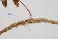 圓蓋陰石蕨藏品圖，第3張