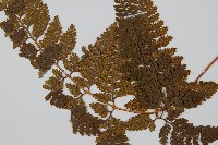 圓蓋陰石蕨藏品圖，第4張