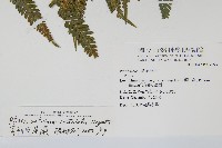 有刺鳳尾蕨藏品圖，第2張