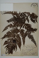 落鱗鱗毛蕨藏品圖，第1張