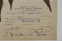 落鱗鱗毛蕨藏品圖，第2張