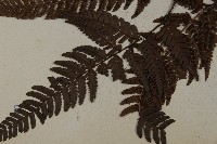 落鱗鱗毛蕨藏品圖，第3張