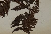 落鱗鱗毛蕨藏品圖，第4張