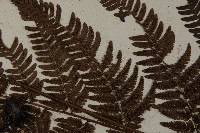 落鱗鱗毛蕨藏品圖，第5張