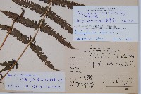 斜葉金星蕨藏品圖，第2張
