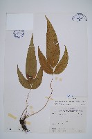 細柄雙蓋蕨藏品圖，第1張