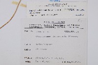 細柄雙蓋蕨藏品圖，第2張