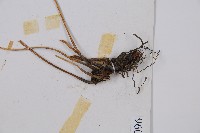 細柄雙蓋蕨藏品圖，第3張