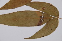 細柄雙蓋蕨藏品圖，第4張