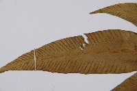 細柄雙蓋蕨藏品圖，第5張