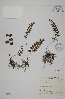 半月形鐵線蕨藏品圖，第1張