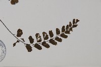 半月形鐵線蕨藏品圖，第3張