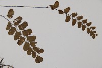 半月形鐵線蕨藏品圖，第4張