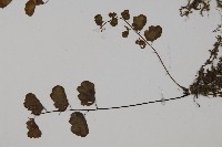 半月形鐵線蕨藏品圖，第5張