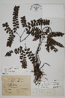 扇葉鐵線蕨藏品圖，第1張