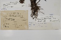 扇葉鐵線蕨藏品圖，第2張