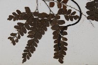 扇葉鐵線蕨藏品圖，第3張