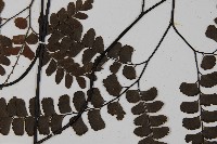 扇葉鐵線蕨藏品圖，第4張