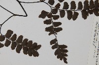 扇葉鐵線蕨藏品圖，第5張