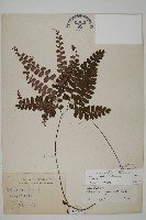 扇葉鐵線蕨藏品圖，第1張