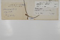 扇葉鐵線蕨藏品圖，第2張