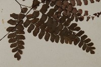 扇葉鐵線蕨藏品圖，第3張