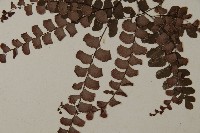 扇葉鐵線蕨藏品圖，第4張
