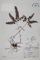 扇葉鐵線蕨藏品圖，第1張