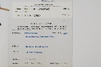 扇葉鐵線蕨藏品圖，第2張