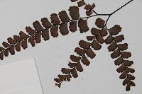 扇葉鐵線蕨藏品圖，第4張