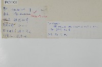 鐵線蕨藏品圖，第2張