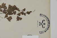 鐵線蕨藏品圖，第3張