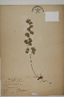 鐵線蕨藏品圖，第1張