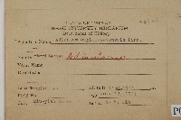 鐵線蕨藏品圖，第2張