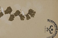 鐵線蕨藏品圖，第3張