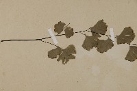 鐵線蕨藏品圖，第4張