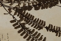 鞭葉鐵線蕨藏品圖，第4張
