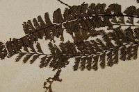 鞭葉鐵線蕨藏品圖，第5張