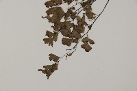 鐵線蕨藏品圖，第4張